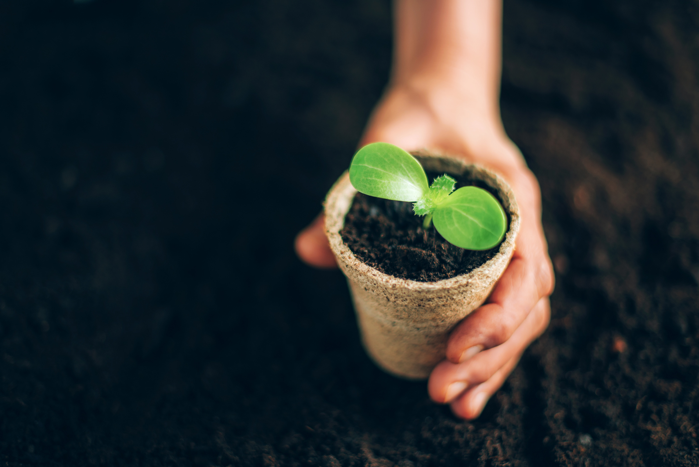 Hand Holding Biodegradable Pot with Seedling Over Soil